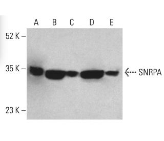 SNRPA Antibody (B-12) - Western Blotting - Image 401744 