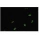 SNRPA Antibody (BJ-7) - Immunofluorescence - Image 35822 