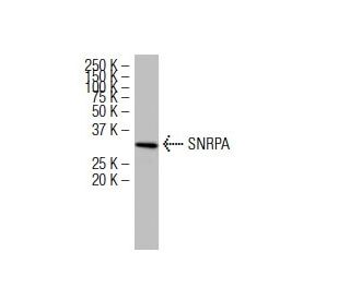 SNRPA Antibody (BJ-7) - Western Blotting - Image 34509 