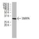 SNRPA Antibody (BJ-7) - Western Blotting - Image 34509 