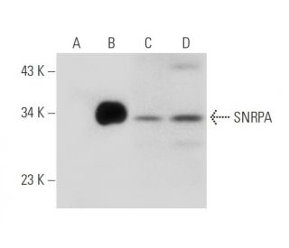 SNRPA Antibody (D-4) - Western Blotting - Image 319981 