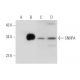 SNRPA Antibody (D-4) - Western Blotting - Image 319981 