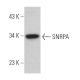 SNRPA Antibody (D-4) - Western Blotting - Image 366753