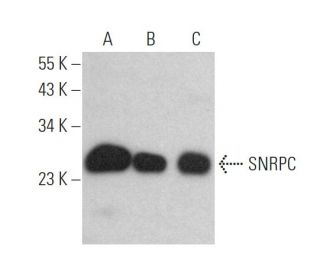 SNRPC Antibody (5C9) - Western Blotting - Image 372921 