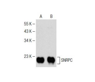 SNRPC Antibody (C-2) - Western Blotting - Image 150531 