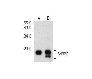 SNRPC Antibody (E-10) - Western Blotting - Image 155931 