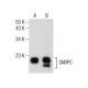 SNRPC Antibody (E-10) - Western Blotting - Image 155931 