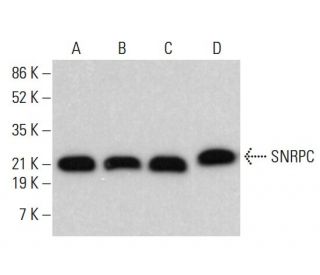 SNRPC Antibody (5C9) - Western Blotting - Image 384779 