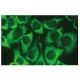 Snurportin-1 Antibody (B-12) - Immunofluorescence - Image 114138 