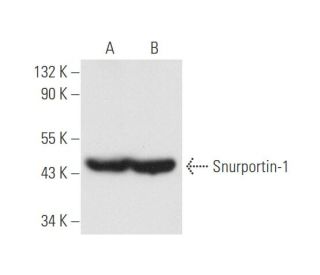 Snurportin-1 Antibody (B-12) - Western Blotting - Image 58198 