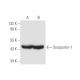 Snurportin-1 Antibody (B-12) - Western Blotting - Image 58198 