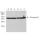 Snurportin-1 Antibody (B-12) - Western Blotting - Image 373110