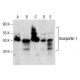 Snurportin-1 Antibody (C-1) - Western Blotting - Image 286766