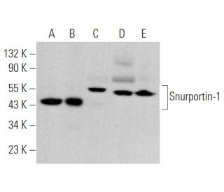 Snurportin-1 Antibody (C-1) - Western Blotting - Image 375041 