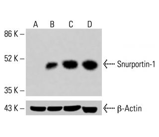 Snurportin-1 Antibody (C-1) - Western Blotting - Image 415018