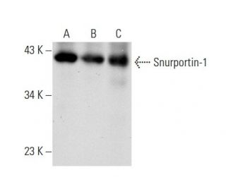 Snurportin-1 Antibody (F-2) - Western Blotting - Image 68046 