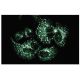 SNX1 Antibody (51) - Immunofluorescence - Image 133622