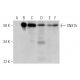 SNX15 Antibody (B-8) - Western Blotting - Image 295817