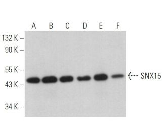 SNX15 Antibody (B-8) - Western Blotting - Image 372411 