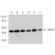 SNX15 Antibody (B-8) - Western Blotting - Image 372411 