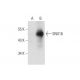 SNX16 Antibody (C-11) - Western Blotting - Image 131186