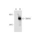 SNX16 Antibody (C-11) - Western Blotting - Image 289483 