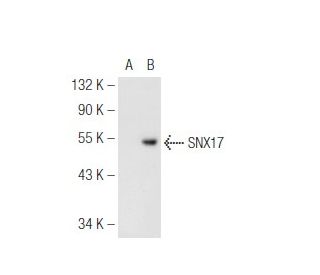 SNX17 Antibody (D-10) - Western Blotting - Image 93723