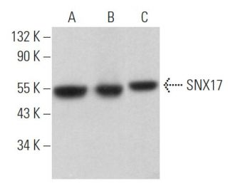 SNX17 Antibody (H-10) - Western Blotting - Image 365193 