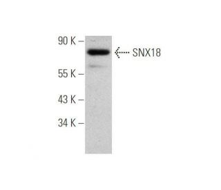 SNX18 Antibody (F-10) - Western Blotting - Image 349069 