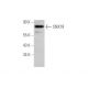 SNX18 Antibody (F-10) - Western Blotting - Image 349069 