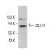 SNX18 Antibody (F-10) - Western Blotting - Image 371124