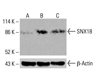 SNX18 Antibody (F-10) - Western Blotting - Image 416011 