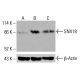 SNX18 Antibody (F-10) - Western Blotting - Image 416011 