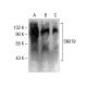 SNX19 Antibody (B-1) - Western Blotting - Image 285058