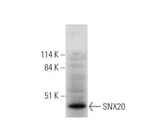 SNX20 Antibody (D-10) - Western Blotting - Image 346557 