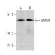 SNX20 Antibody (D-10) - Western Blotting - Image 364857