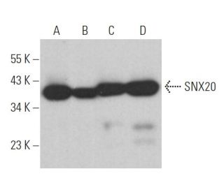 SNX20 Antibody (E-11) - Western Blotting - Image 371094 