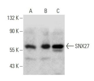 SNX27 Antibody (F-2) - Western Blotting - Image 358678 