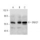 SNX27 Antibody (F-2) - Western Blotting - Image 358678 