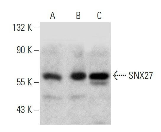 Anti-SNX27 Antibody (F-2) | SCBT - Santa Cruz Biotechnology