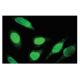 SNX29 Antibody (4B12) - Immunofluorescence - Image 67388 