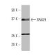 SNX29 Antibody (4B12) - Western Blotting - Image 67389
