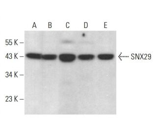 SNX29 Antibody (E-3) - Western Blotting - Image 377717 