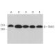 SNX3 Antibody (G-7) - Western Blotting - Image 364497 