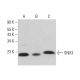 SNX3 Antibody (G-7) - Western Blotting - Image 382799 
