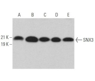 SNX3 Antibody (G-7) - Western Blotting - Image 364497