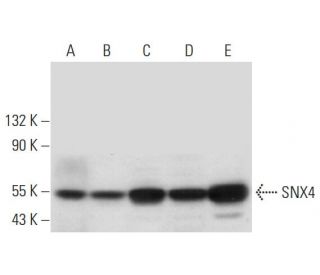 SNX4 Antibody (B-4) - Western Blotting - Image 299162 