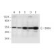 SNX4 Antibody (E-2) - Western Blotting - Image 299163