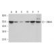 SNX4 Antibody (E-2) - Western Blotting - Image 382652 