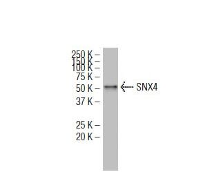 SNX4 Antibody (Y-36) - Western Blotting - Image 34663